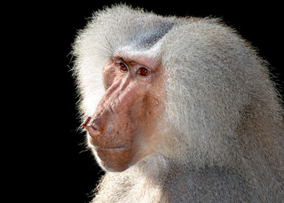Illustration for article titled This Study of Baboons Makes Me Want to Murder People (In a Good Way)